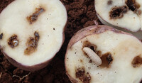 cultivo de papa atacado por gorgojo de los andes