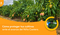 Protección de cultivos ante el fenómeno del Niño