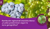 CHANCHITO BLANCO EN CULTIVOS DE EXPORTACIÓN 