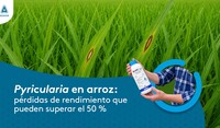 Blog Blasil