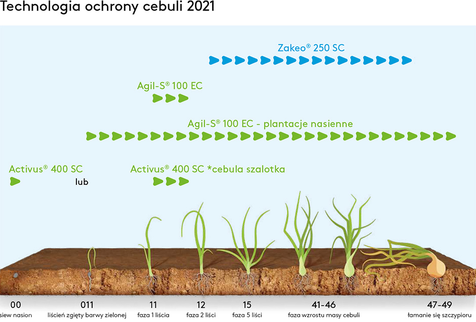 Technologia ochrony cebuli 2020