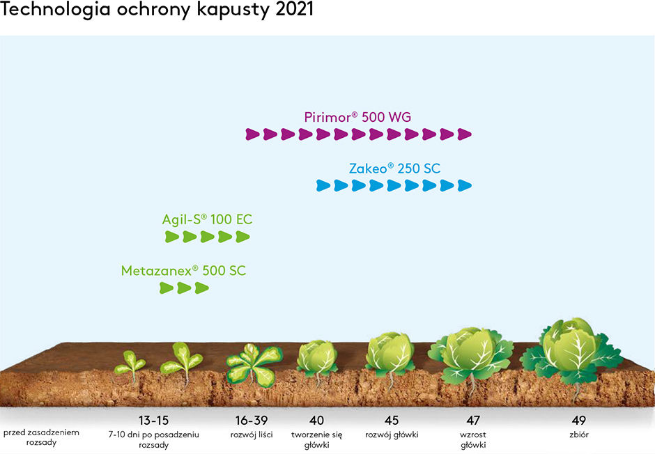 Technologia ochrony kapusty 2020