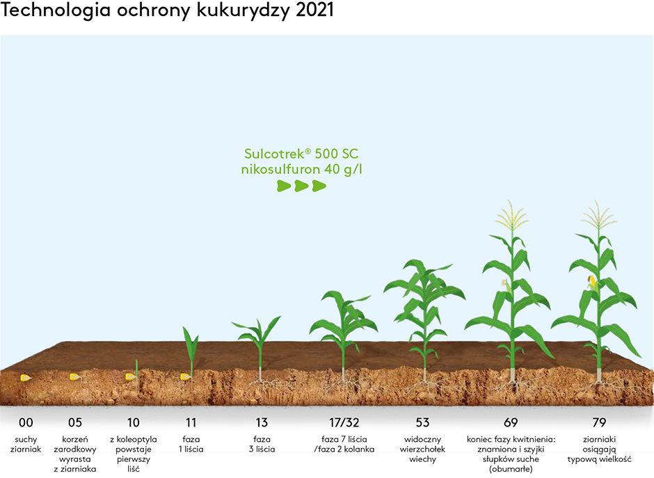 Technologia ochrony kukurydzy 2020