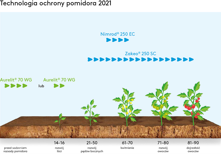 Technologia ochrony pomidora 2021