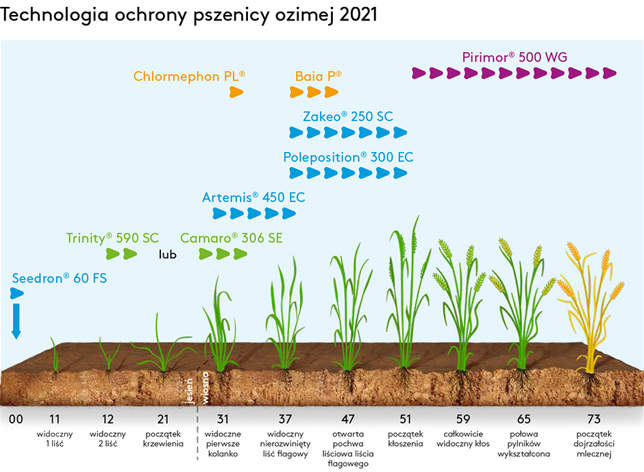 Technologia ochrony pszenicy ozimiej 2020