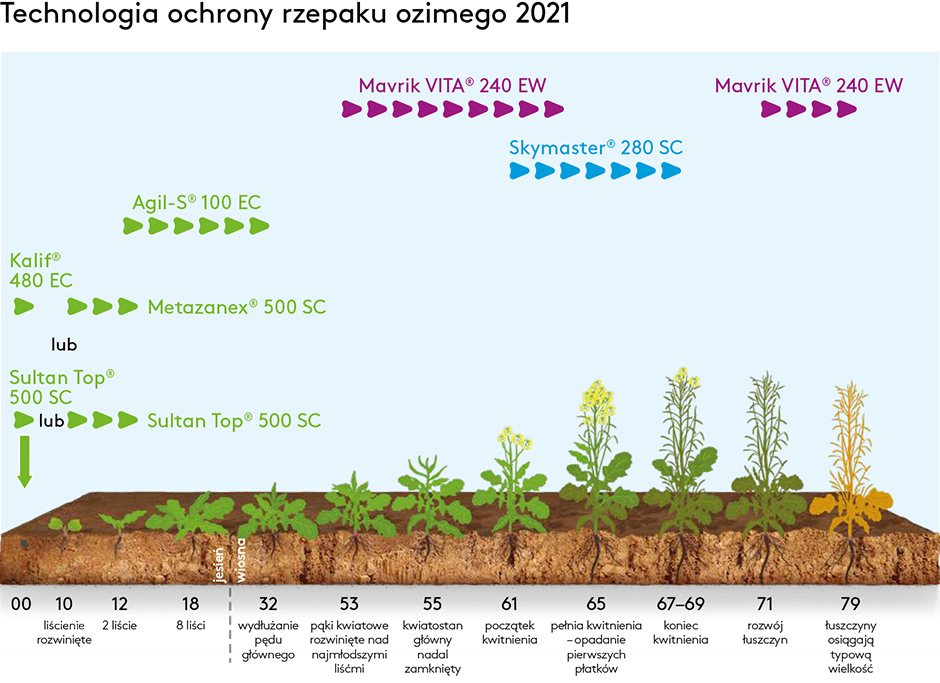Technologia ochrony rzepaku ozimego 2020