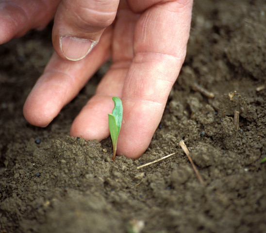 Simply Grow Together foto 2