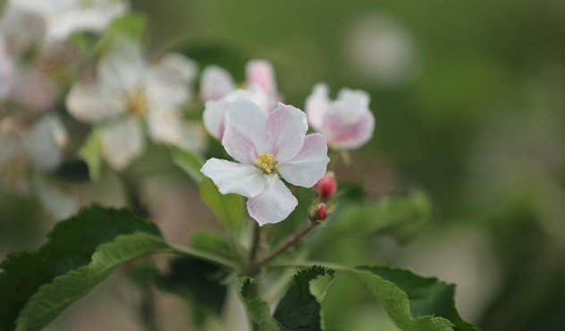 Flor de Maçã