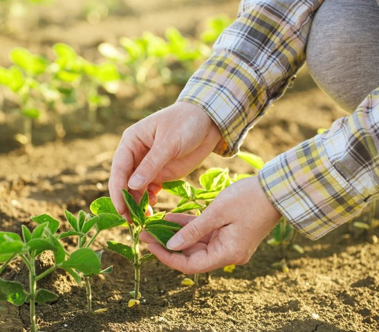 Mãos com Planta de Soja