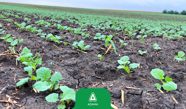 ADAMA Sultan top rapita