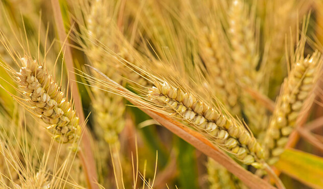 ADAMA sustine fermierii