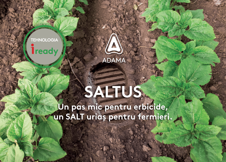 Saltus