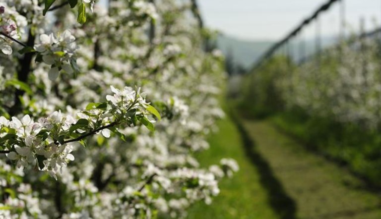 Apple tree blossom