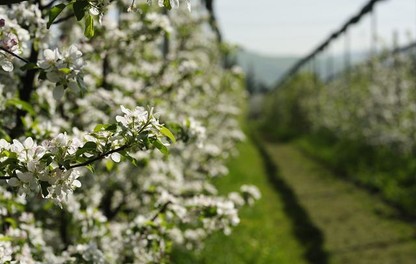 Apple tree blossom