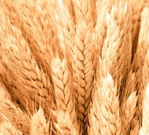 пшеница