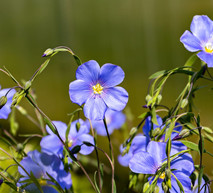 Система защиты льна