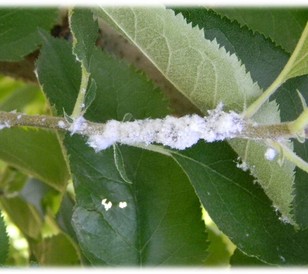 Apple-Eriosoma-laigerum