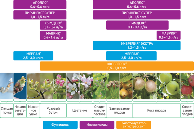 apple protection system 2021