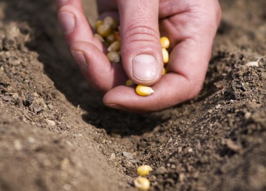 corn seeds