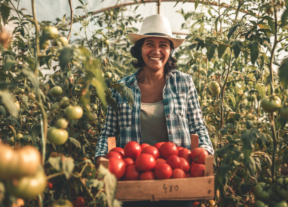 Farmer holding tomatoes