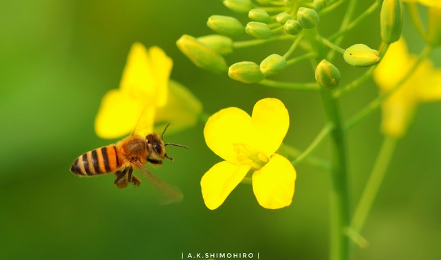 пчела собирает мед с рапса