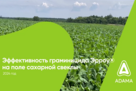 Эффективность граминицида Эрроу® на поле сахарной свеклы