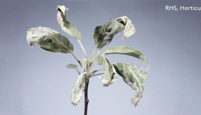 Powdery mildew