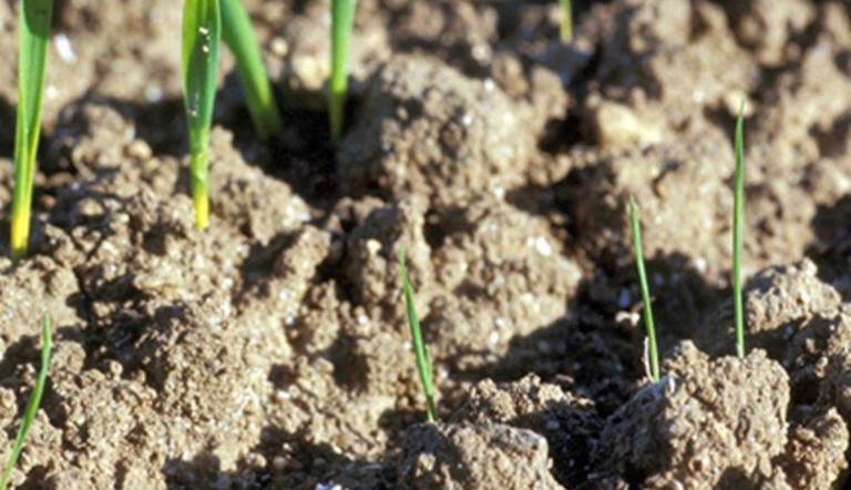 Blackgrass emergence