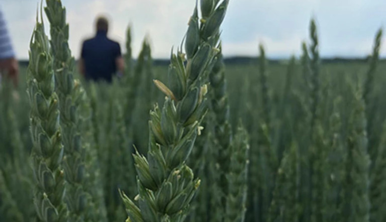 Ear Wheat