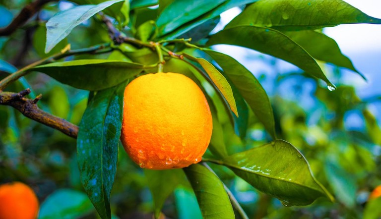 Orange with Water Droplets