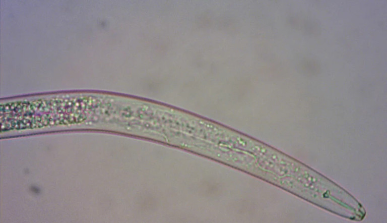 Reniform nematode