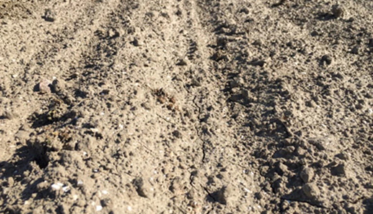 Sugar beet soil crust