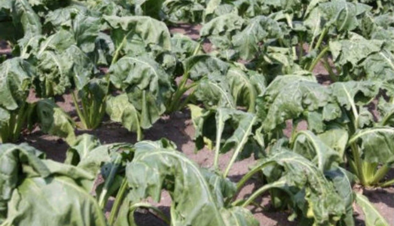 Sugar Beet Drought 