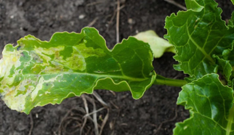 Sugarbeet fly damage