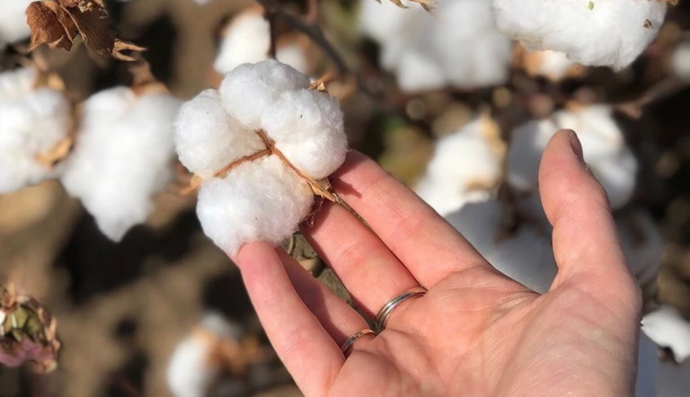 Cotton