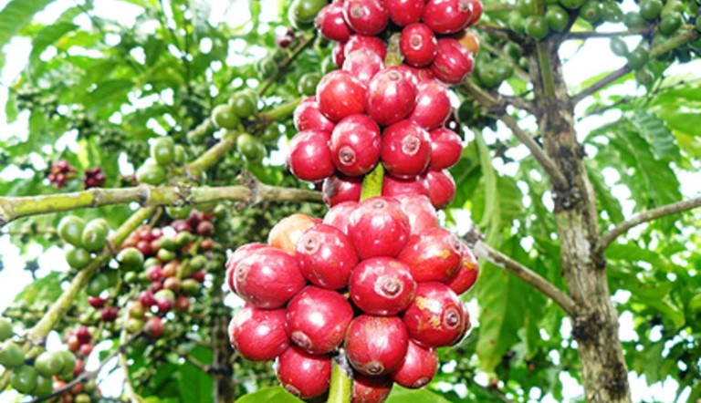 Vietnam Coffee