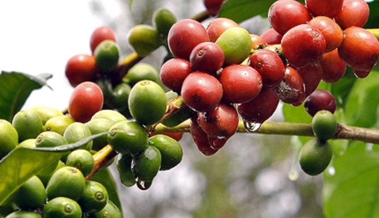 Coffeebeans