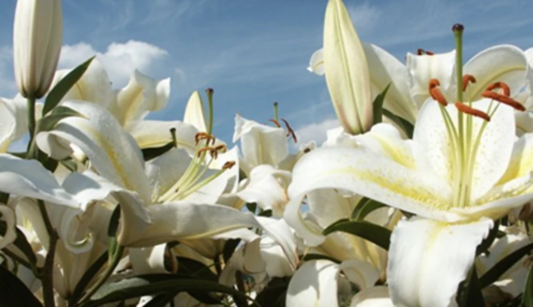 Holland Lily