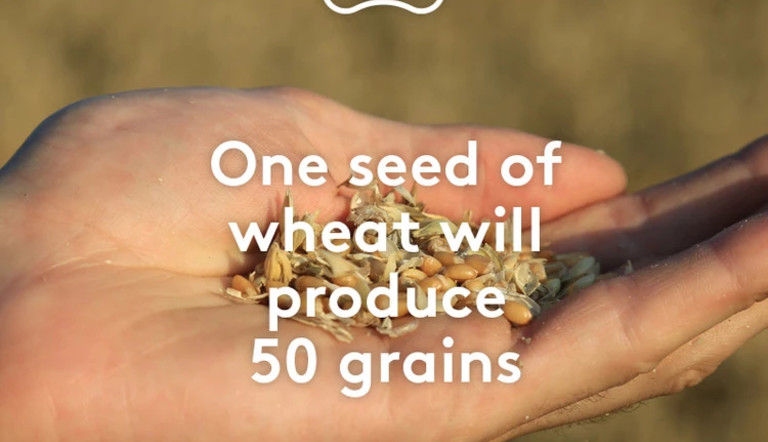 world seeds