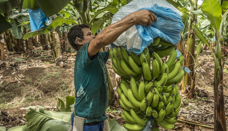 Bananas field