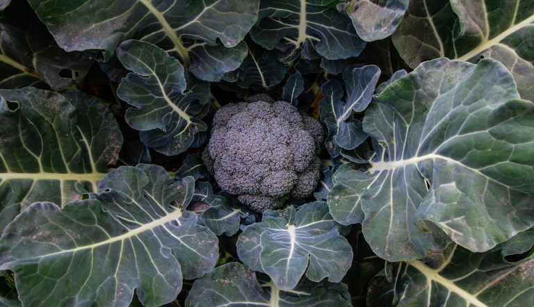 Broccoli