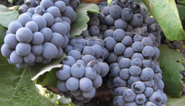 Bunch of red grapes