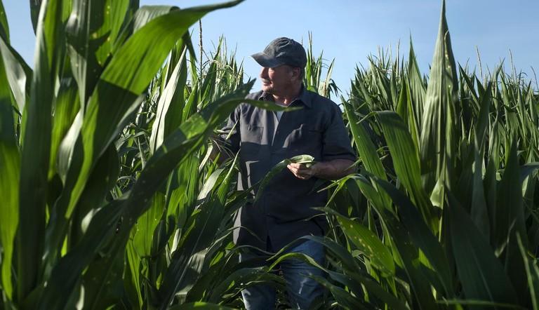 Farmer in Corn Field