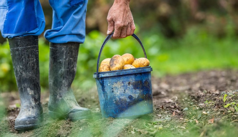 Farmer with Bucket of Potatoes