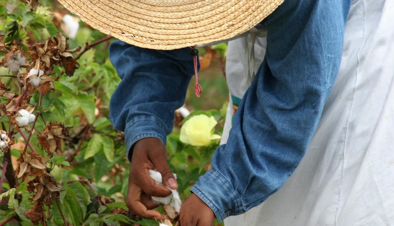 Farmer with Cotton Plant
