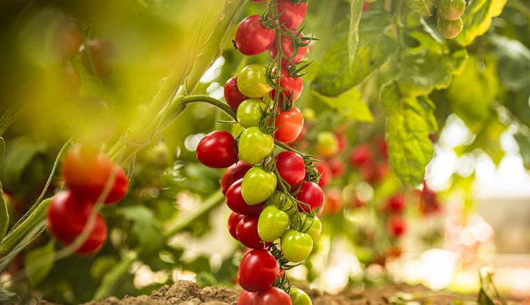 Tomato Vine