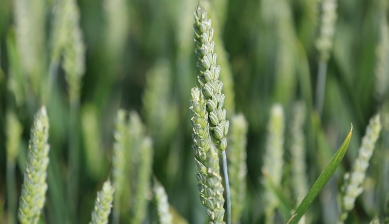 Wheat