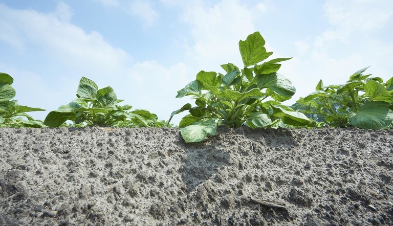 Potato plant