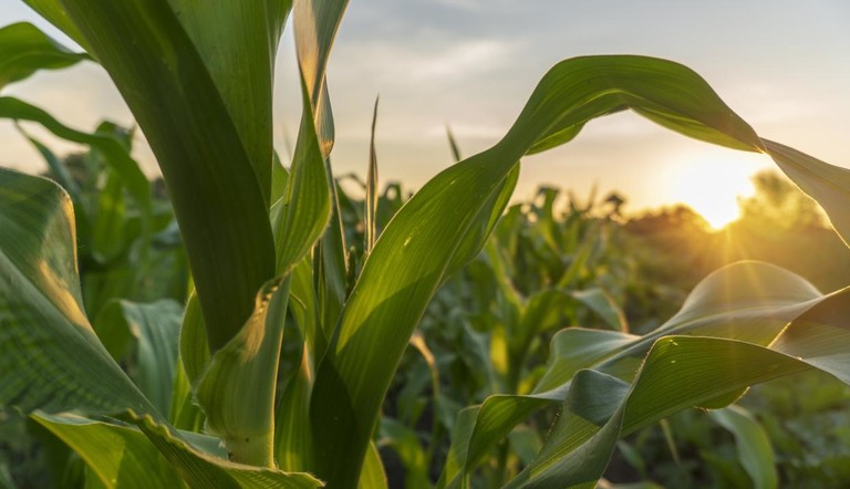 Corn Plant