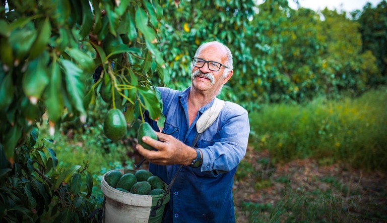 Farmer picking an avocado